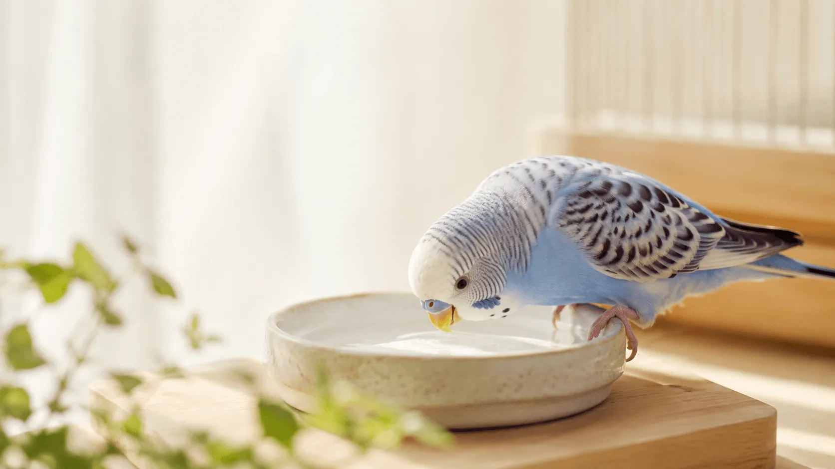 インコが水を飲まないように見えるとき｜飲水量と体調の見方