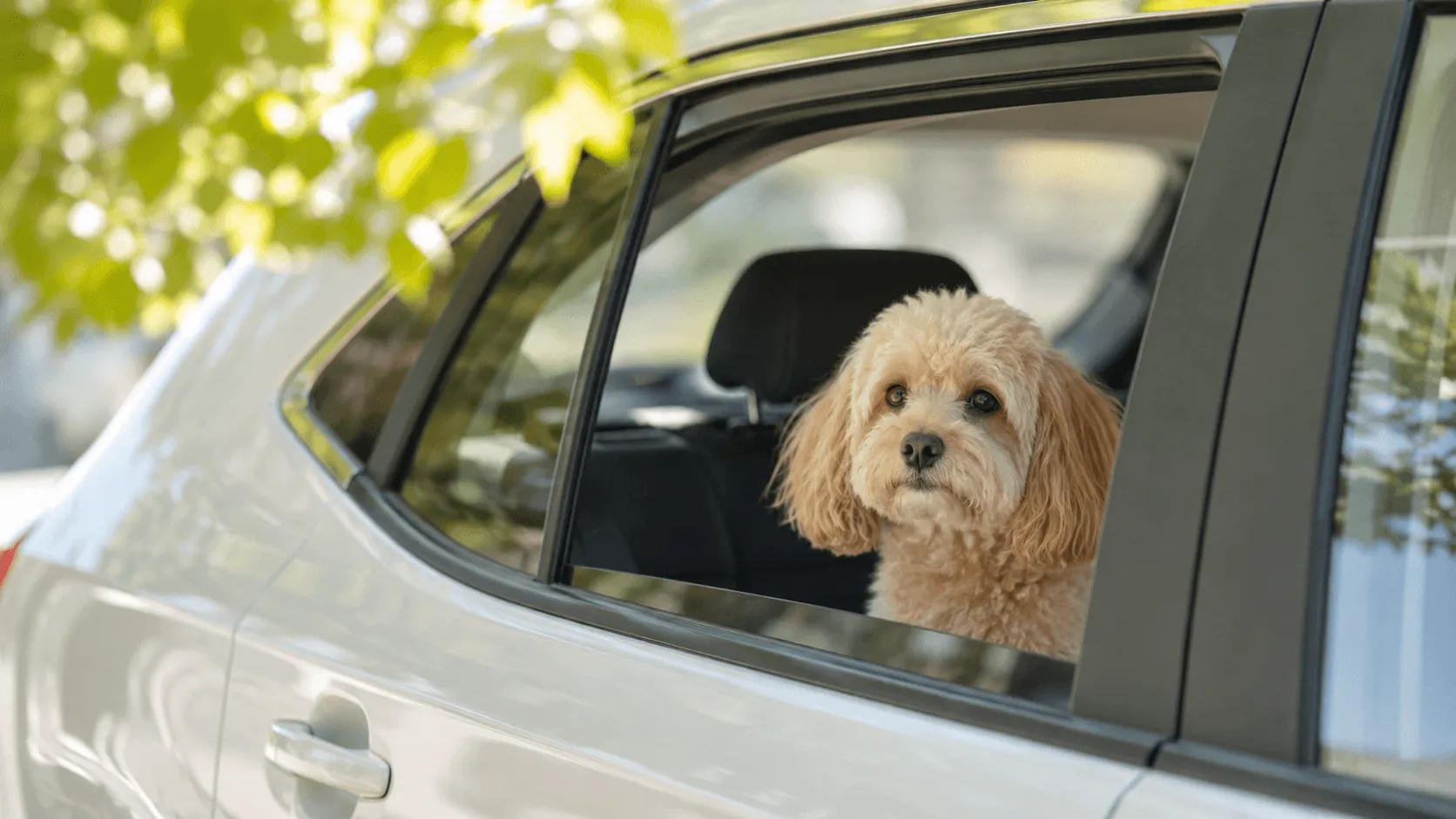 夏の車内に犬を残してはいけない理由｜短時間でも危ない暑さの考え方