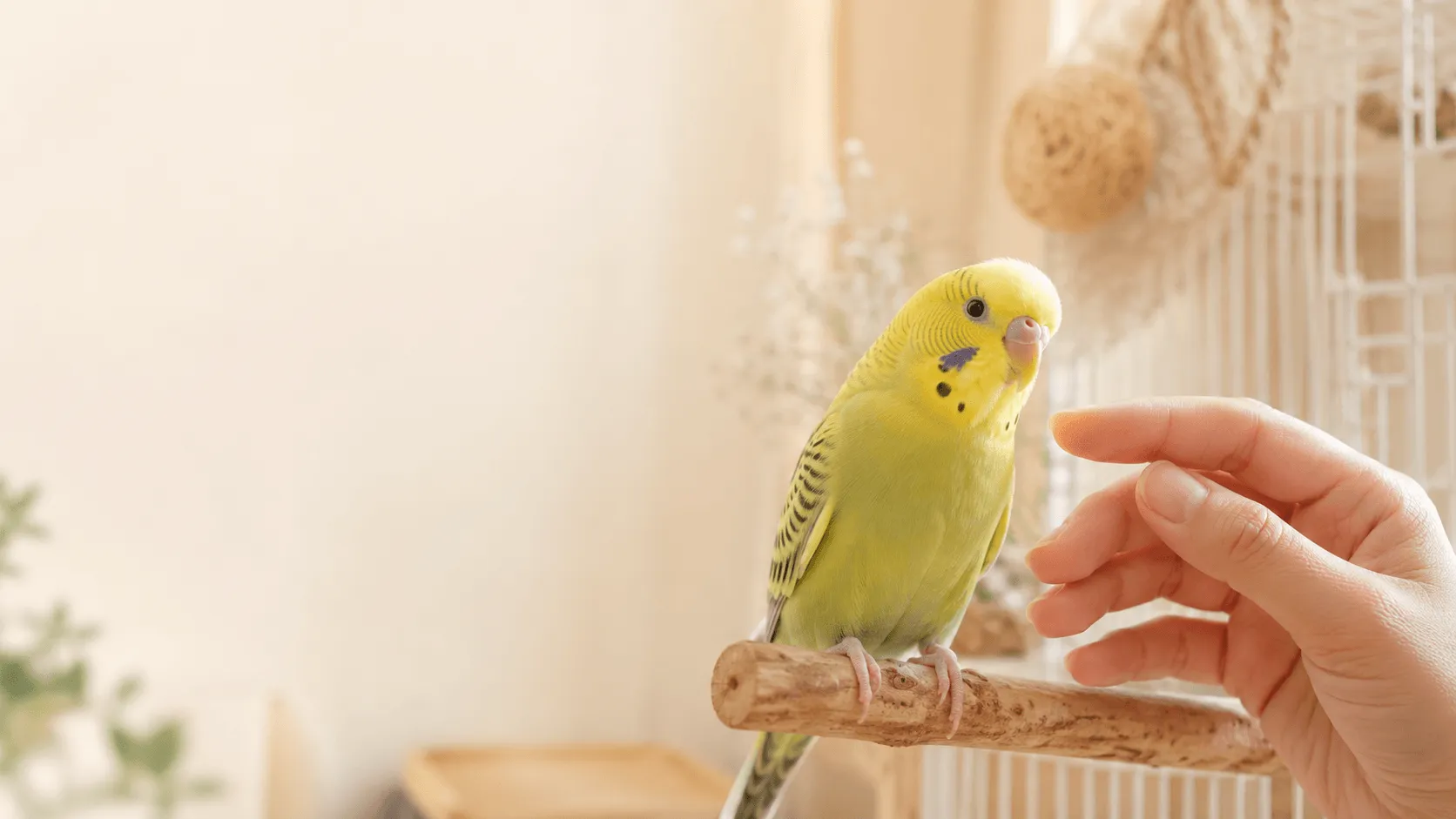 インコが吐き戻しをする理由｜愛情表現と体調不良の見分け方