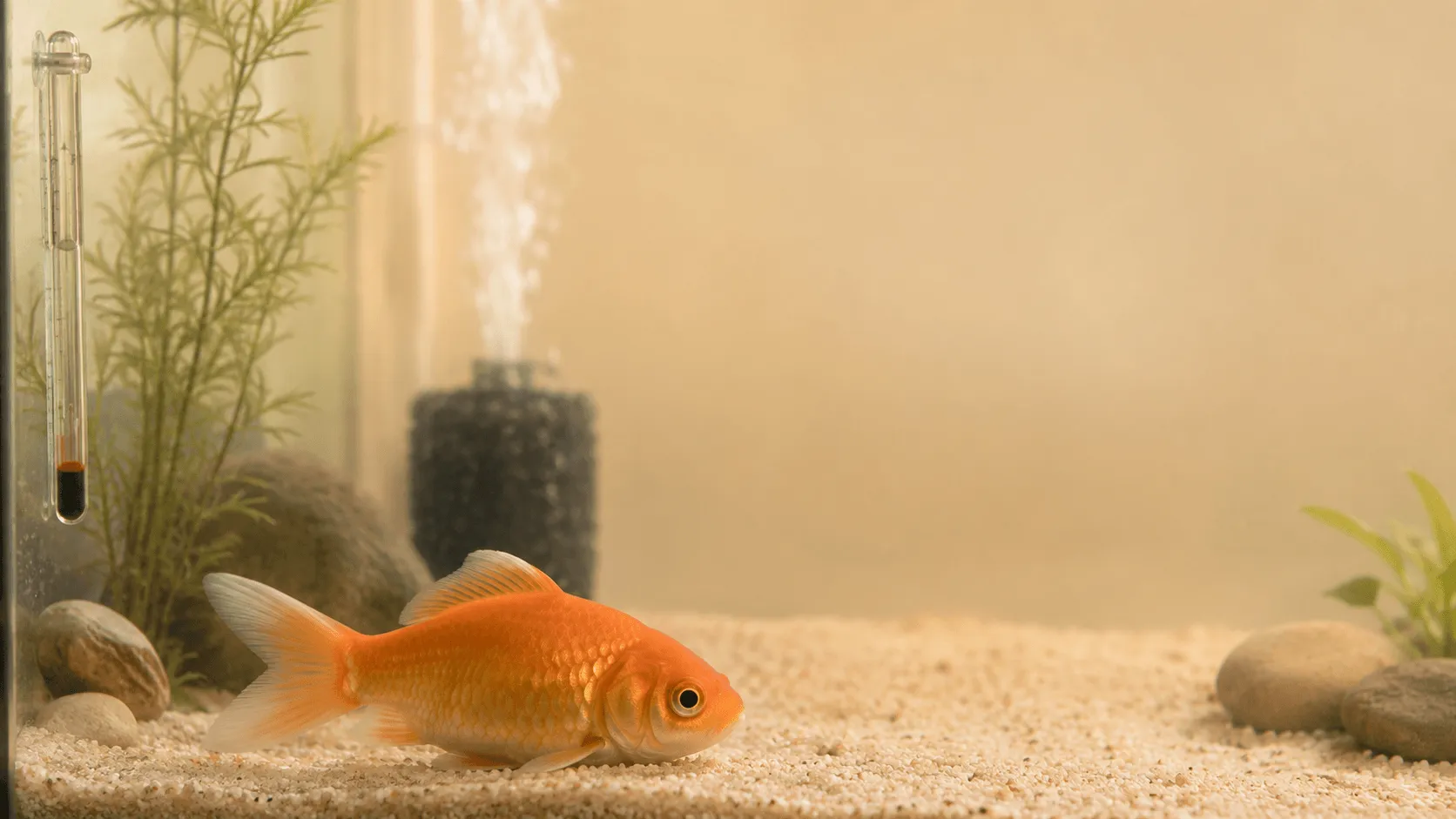 金魚が底でじっとしている理由｜水温・水質・体調不良の見分け方