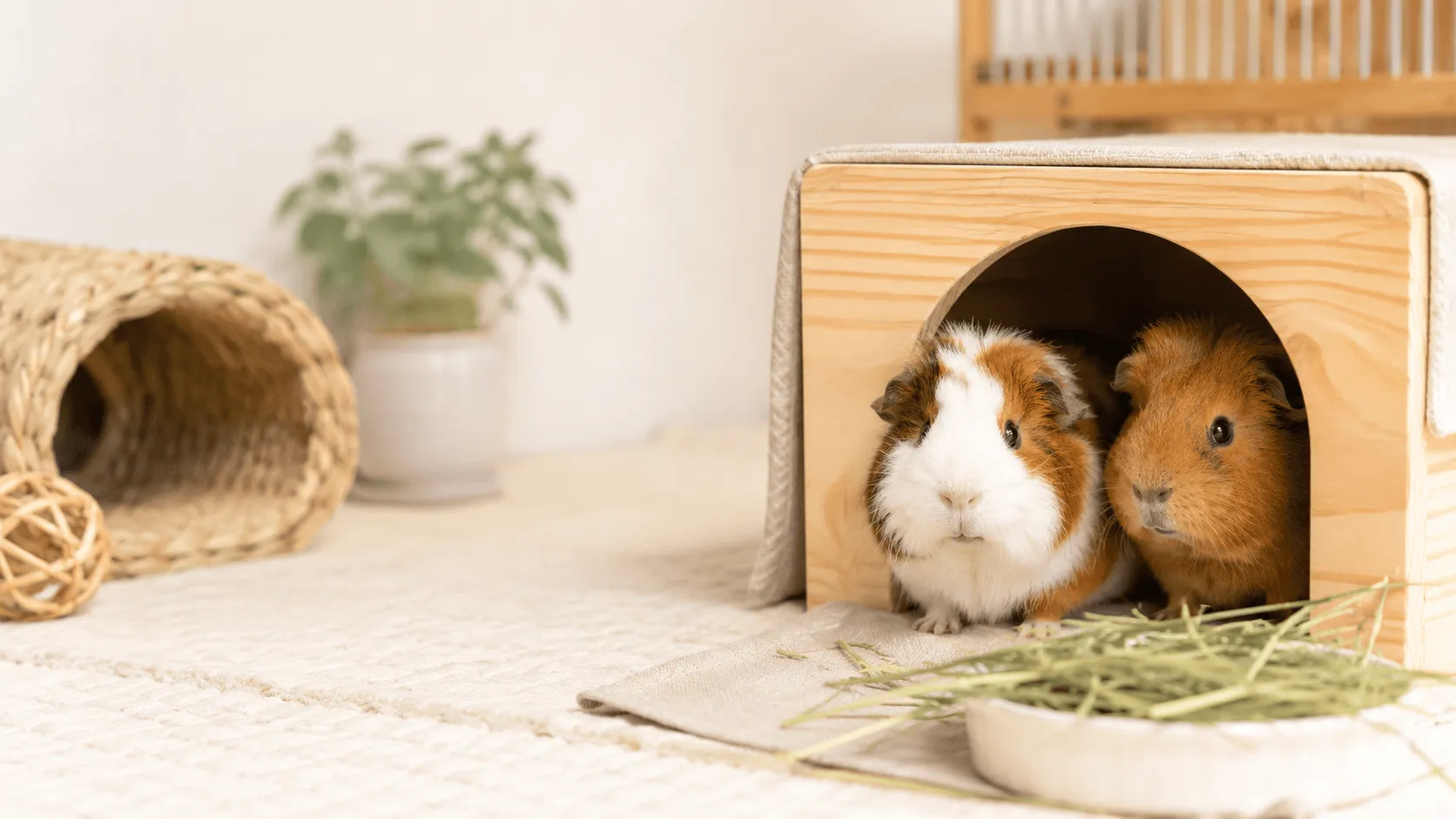 モルモットは一匹で飼える？仲間・相性・暮らし方の考え方