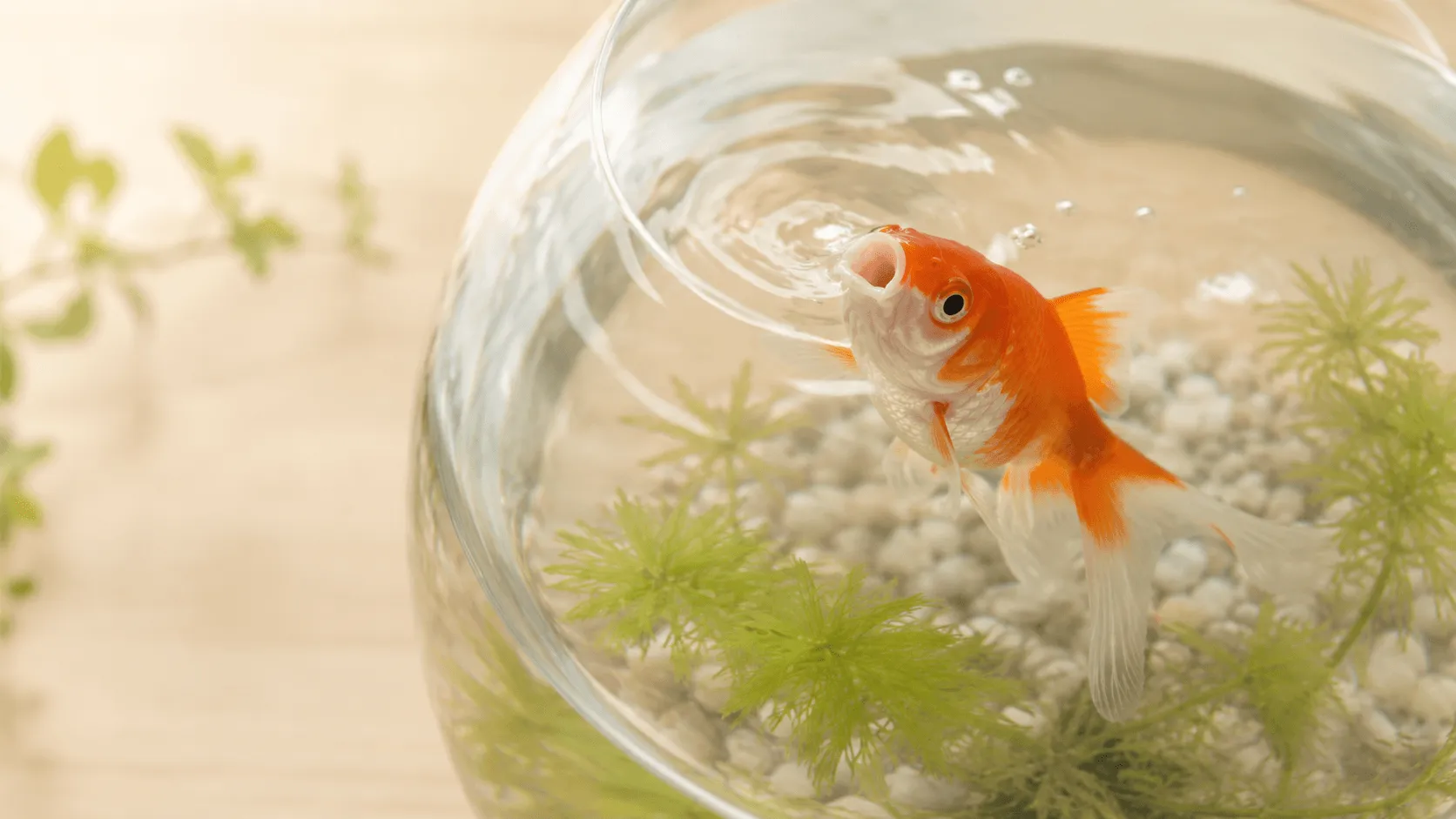 金魚が水面で口をぱくぱくする理由｜酸素不足・水質悪化のサイン
