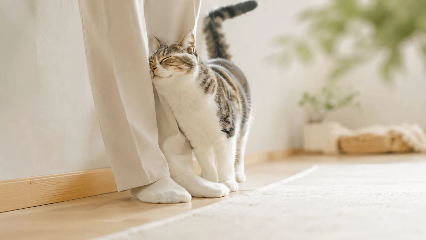 猫はなぜ頭をこすりつけるのか｜スリスリ行動とにおいの役割