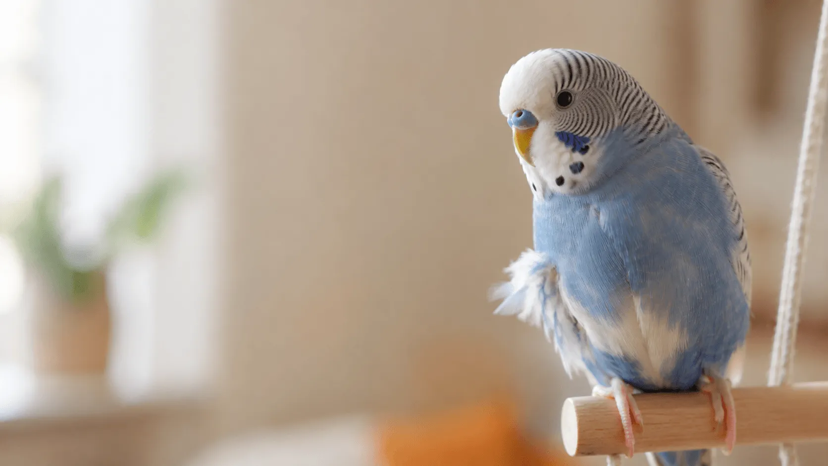インコが羽を抜く理由｜換羽・ストレス・体調不良の見分け方