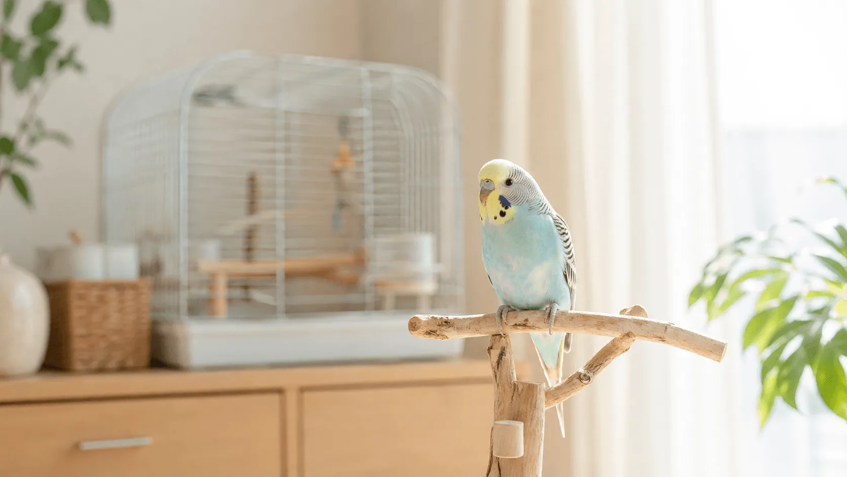 セキセイインコを迎える前に知っておきたい7つのこと
