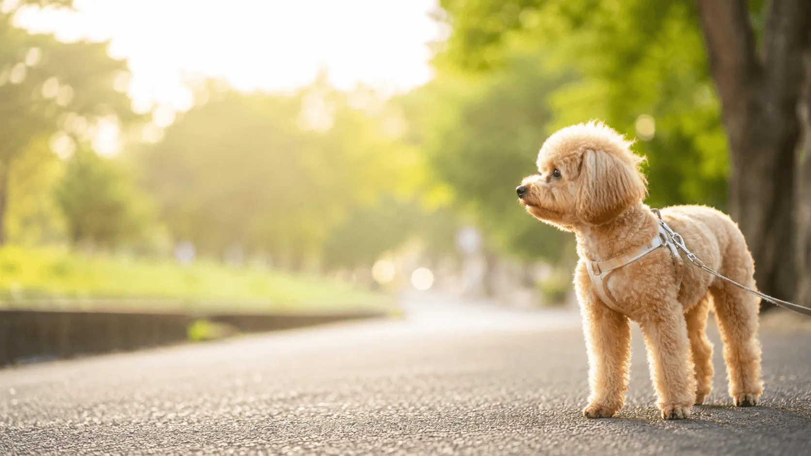 暑い日の犬の散歩は行くべき？中止・短縮・時間変更の判断軸