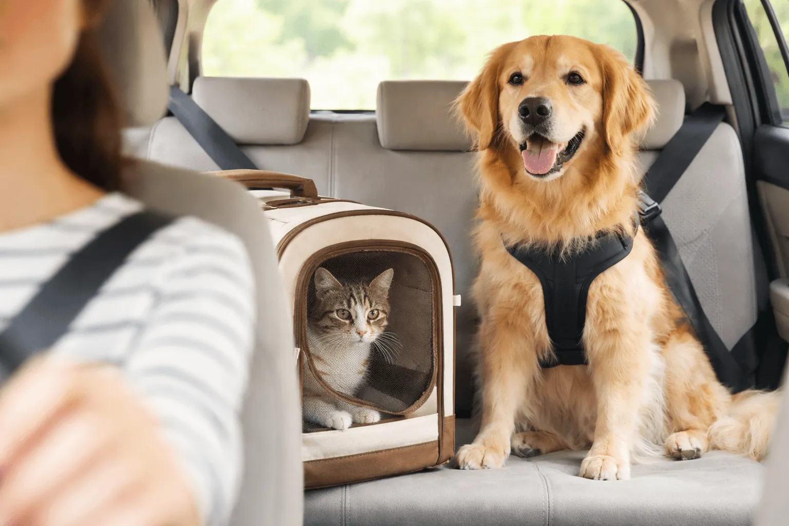ペットと車で移動する｜安全な乗せ方