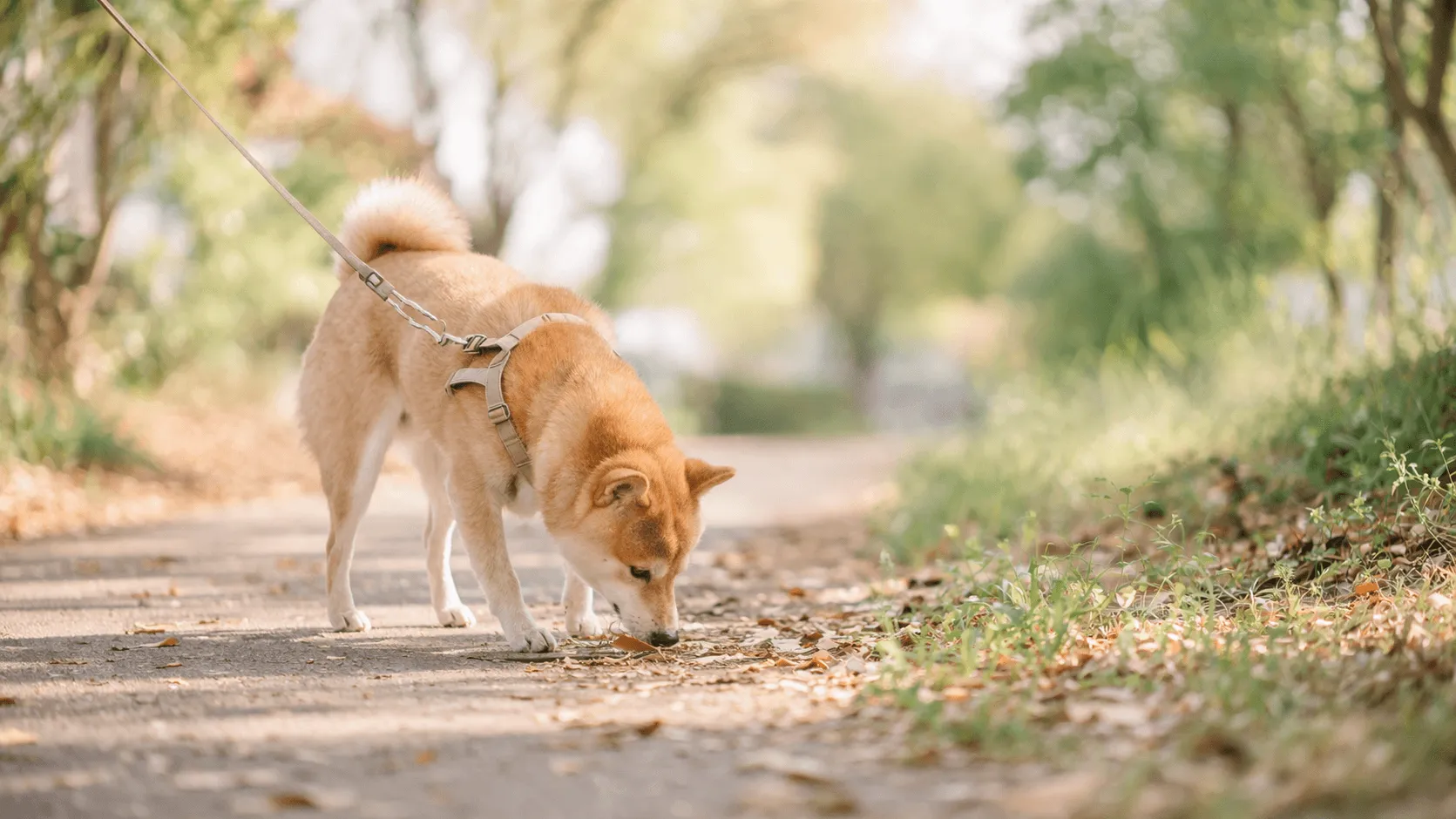 犬が散歩で匂いを嗅ぎ続けるのはなぜ？止めるべきかの判断
