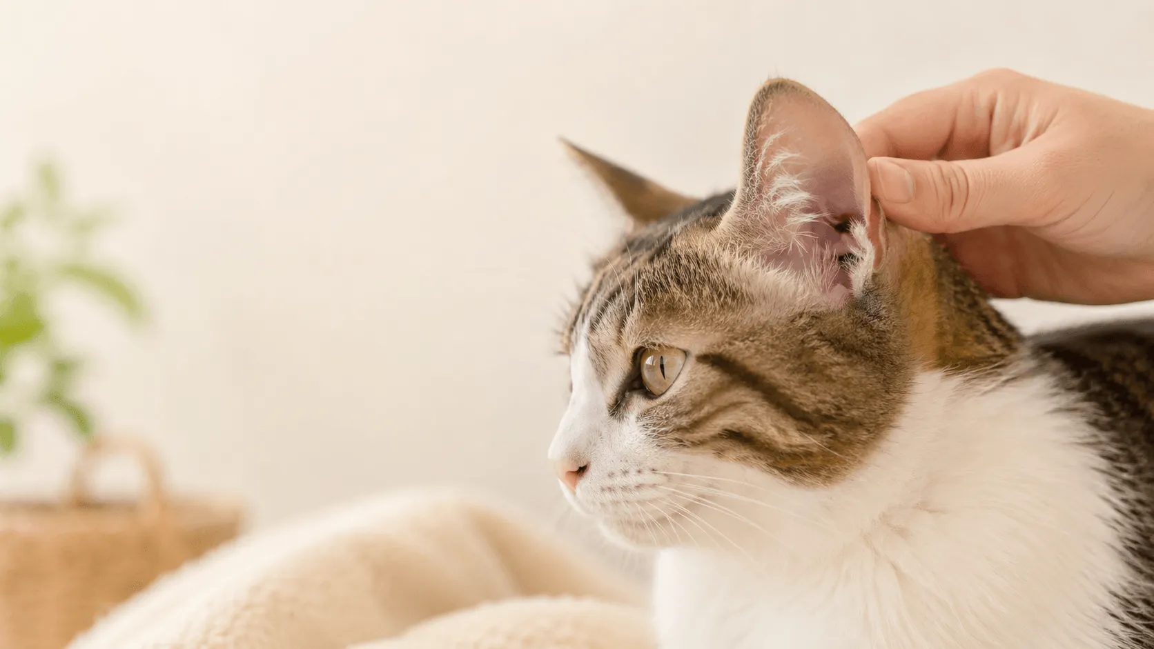 猫の耳垢が多いとき｜汚れ・かゆみ・受診目安の見分け方