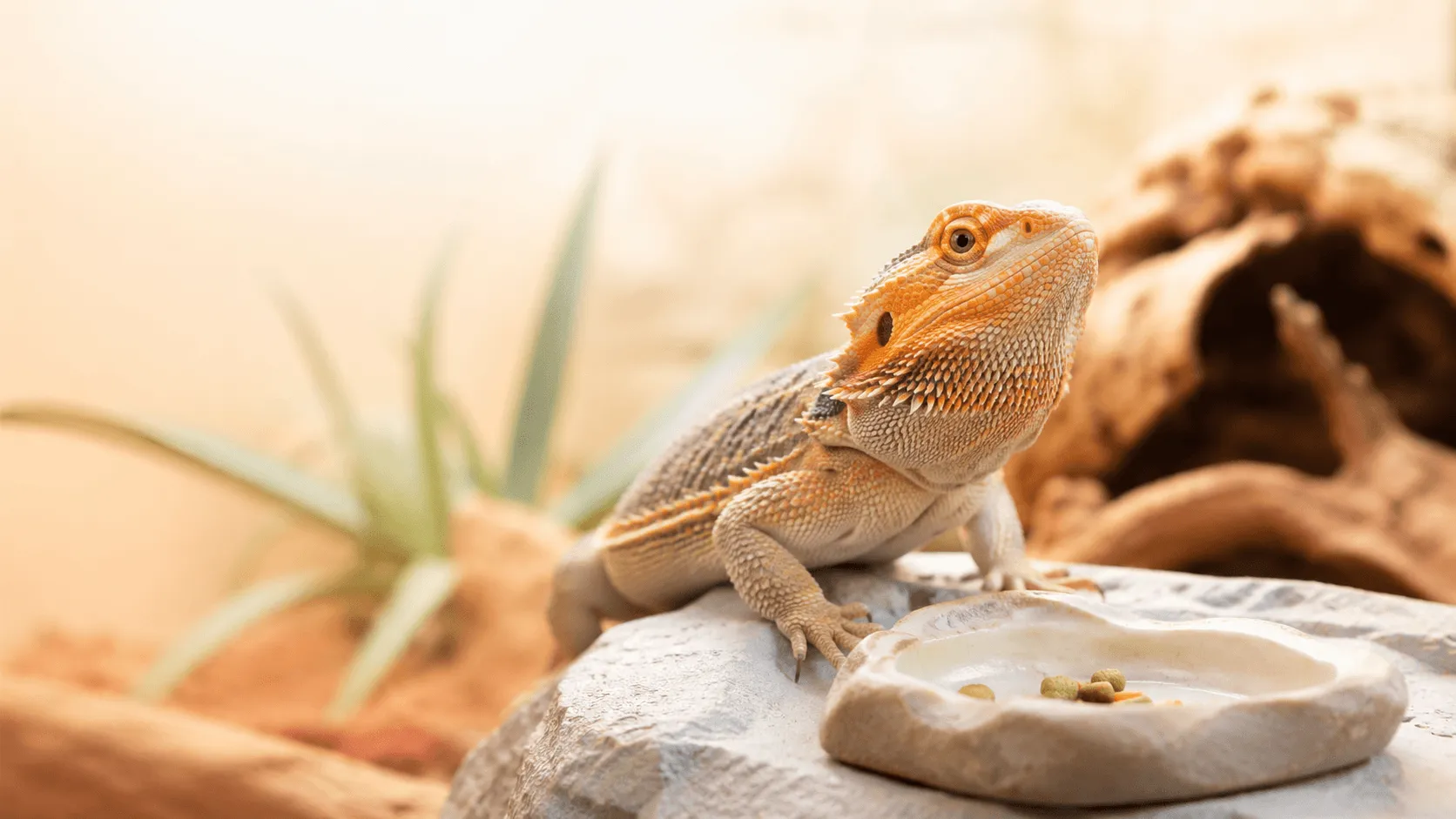 フトアゴヒゲトカゲが餌を食べないとき｜温度・成長段階・受診目安