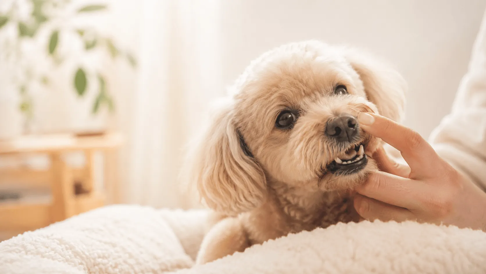 犬の口臭が気になるとき｜歯周病・食事・受診の見分け方