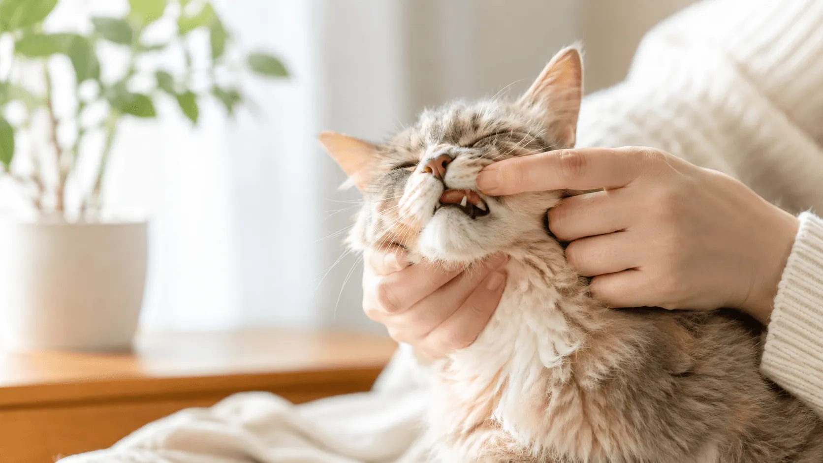 猫の口臭が気になるとき｜歯周病・食事・受診の見分け方