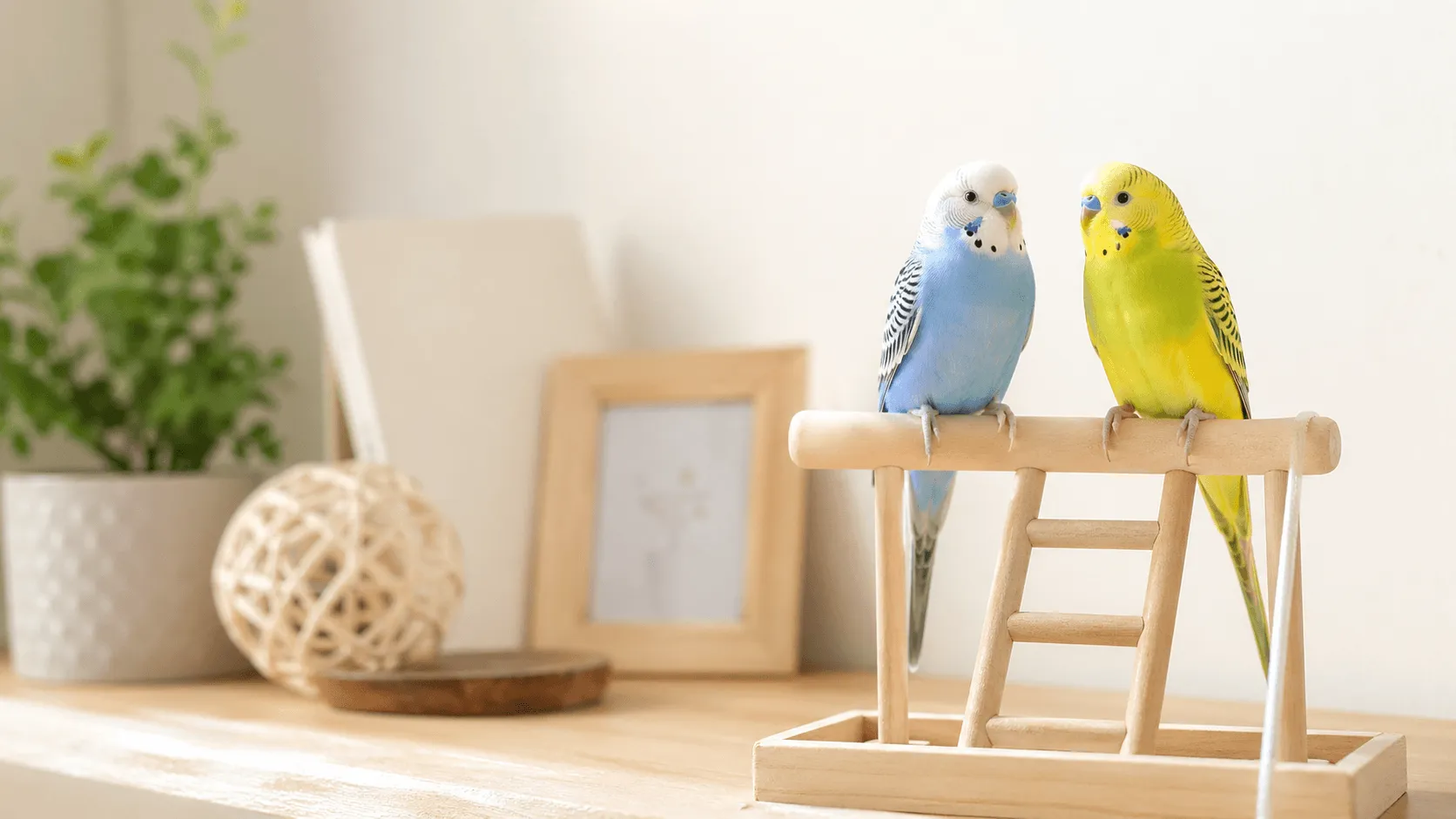 インコを迎えるなら1羽と2羽どちらがよい？関係性の考え方