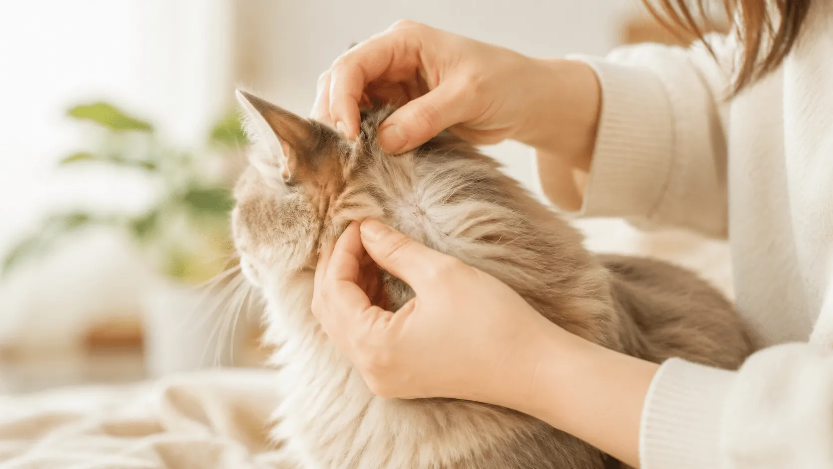 マダニはどこに付きやすい？散歩後に確認したい犬猫の体の見方
