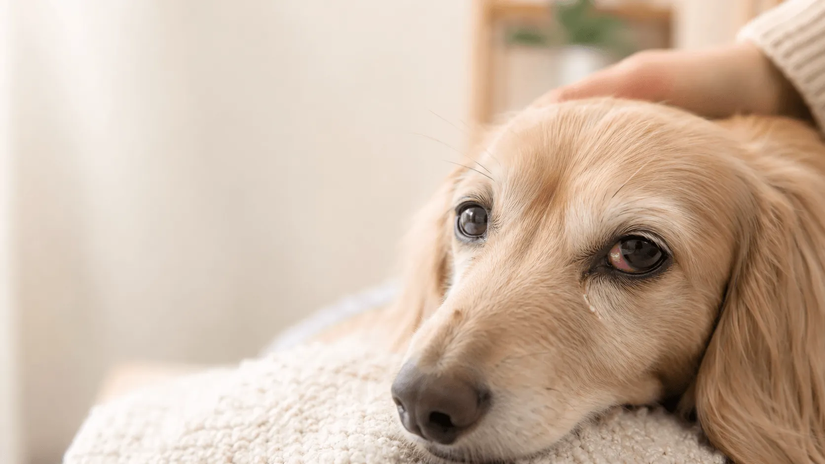 犬の目が赤いとき｜充血・目やに・こすり方から見る受診目安