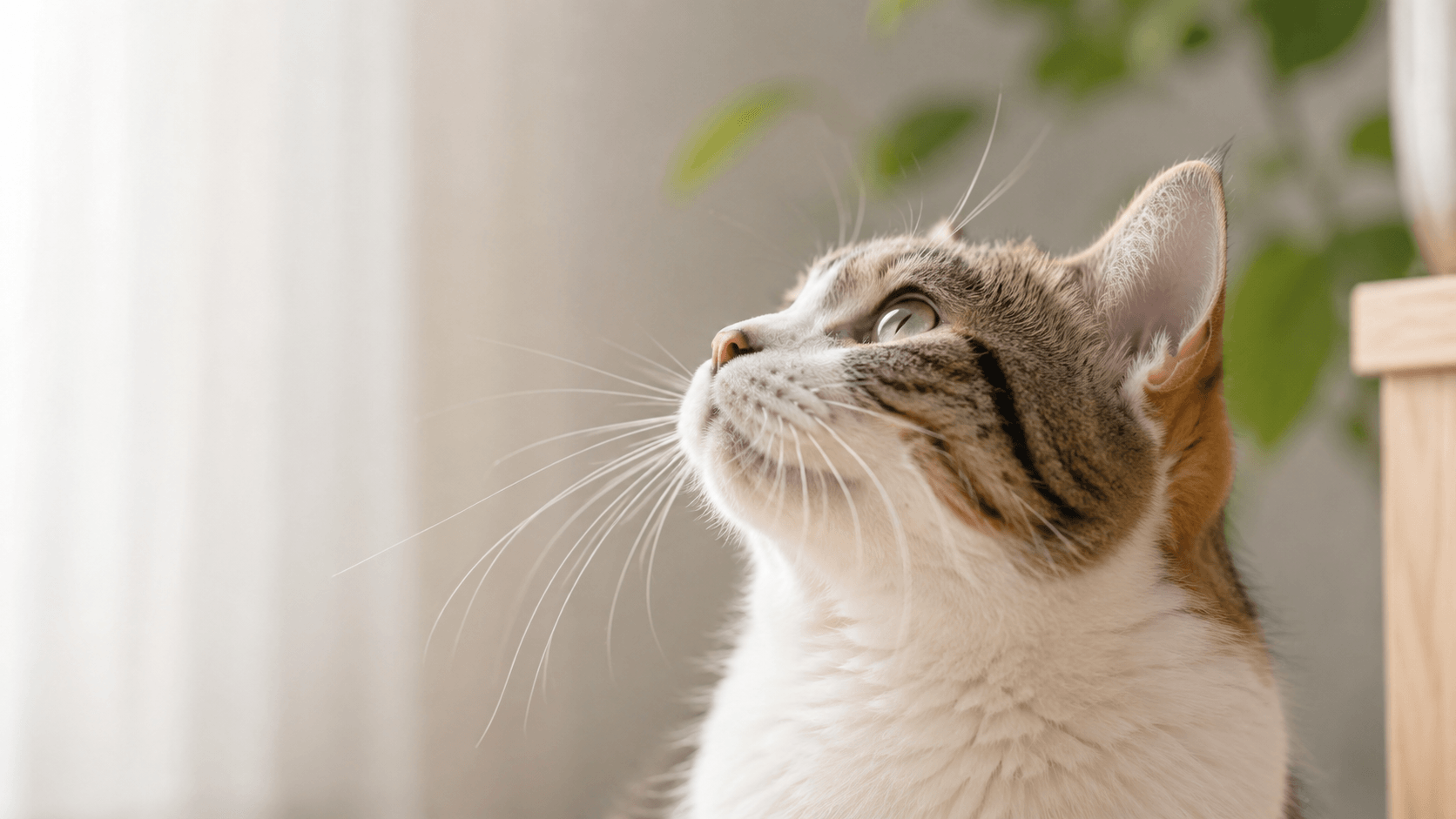 猫のひげは何のためにある？切ってはいけない理由