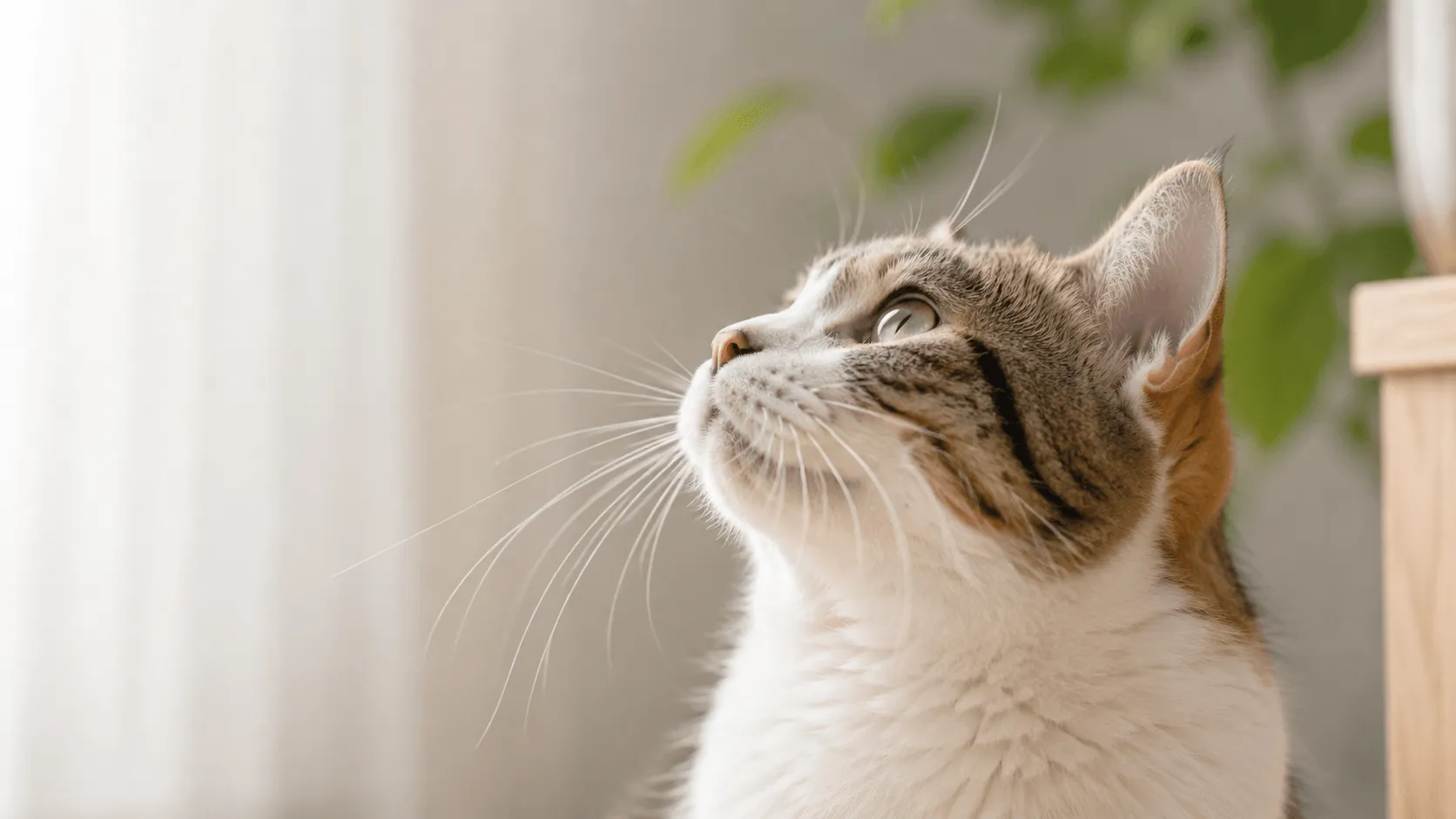 猫のひげは何のためにある？切ってはいけない理由
