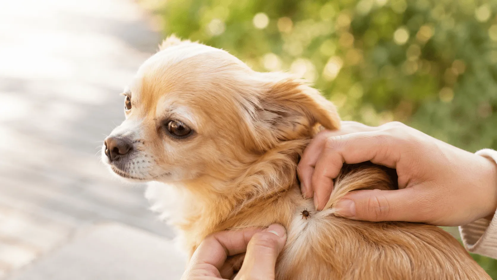 犬の散歩後にマダニを見つけたら｜取ってよい場合と病院に相談する目安