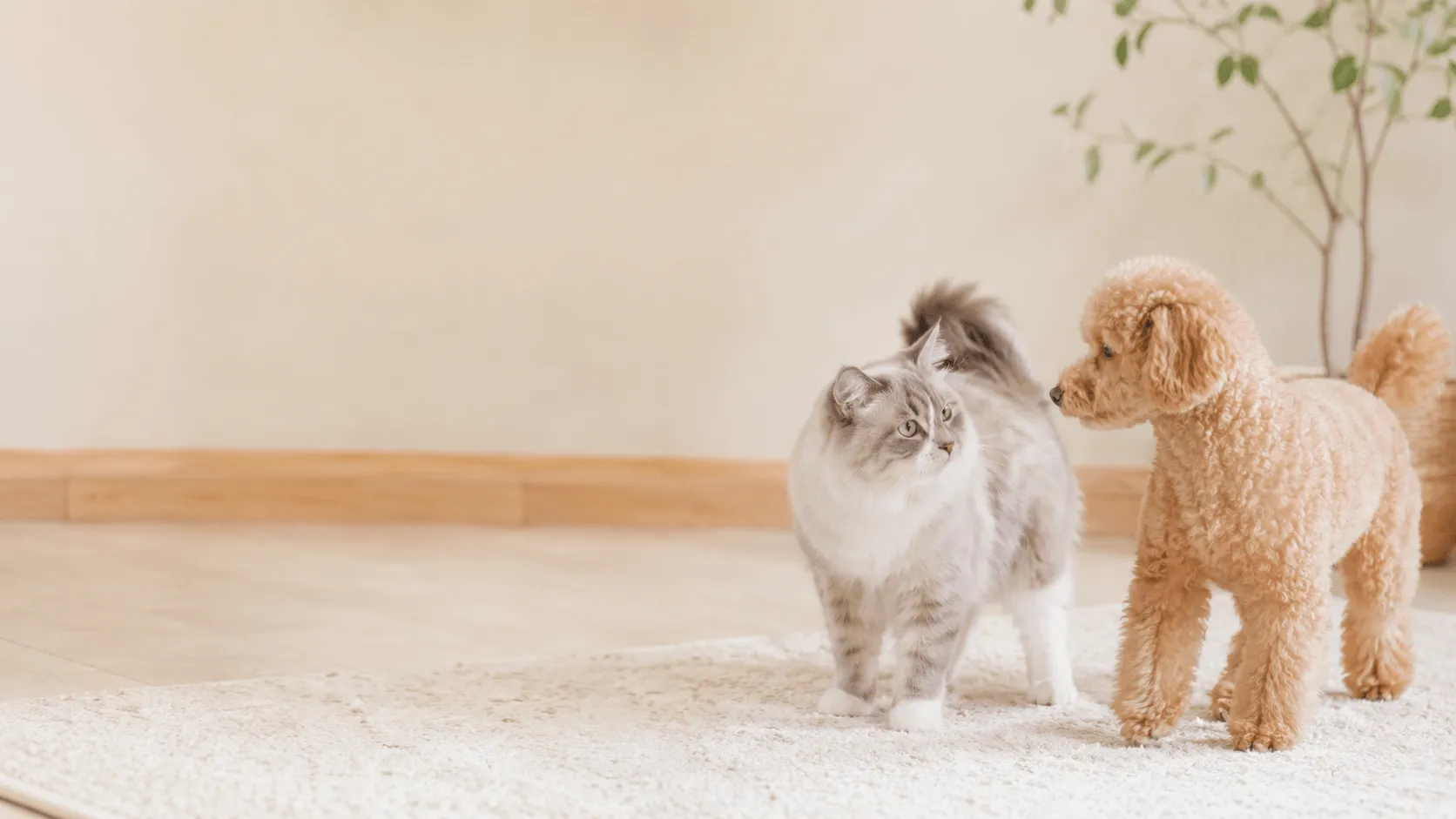 犬種・猫種で性格は決まるのか｜傾向と個体差の考え方