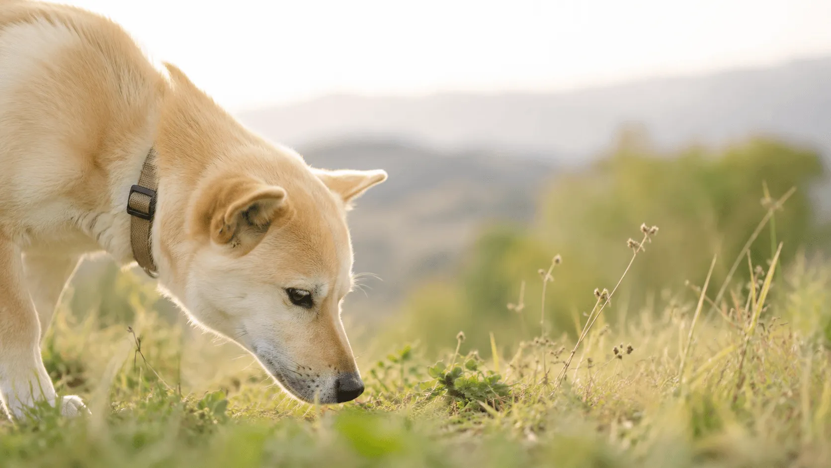 犬の鼻はどれくらいすごい？嗅覚の世界を知る